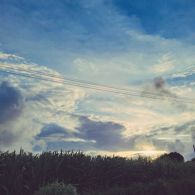 サトウキビ畑のtwitterイラスト検索結果