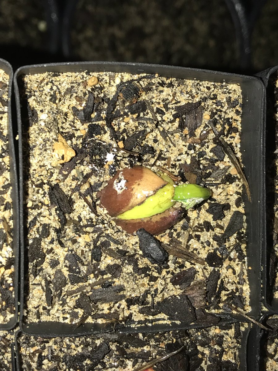 Fittzzyy's tweet photo. Some new life emerging. Hoping these #Podocarpus seedlings turn into large shrubs like their parents. Podocarpus drouynianus #Podocarpaceae https://t.co/fRasRkVIT7