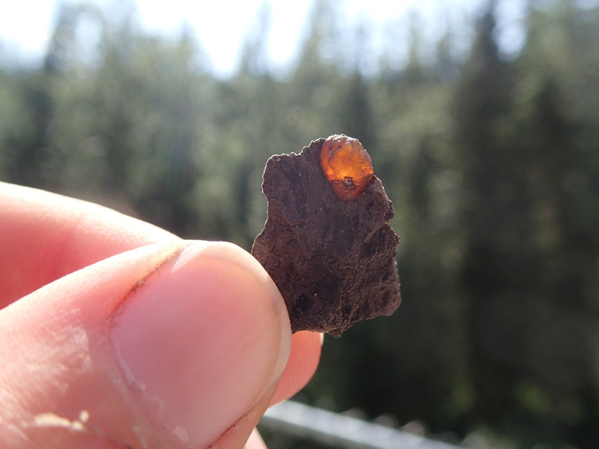 EL_Bamforth's tweet photo. #FossilFriday and #HappyCanadaDay! Check out this piece of #amber we found in our #Pachyrhinosaurus bonebed near #WembleyAB this week. It has an #insect in it! #Livefromthefield @CurrieMuseum @CountyofGP #PeaceRegionAB https://t.co/QKf0X6vAZx