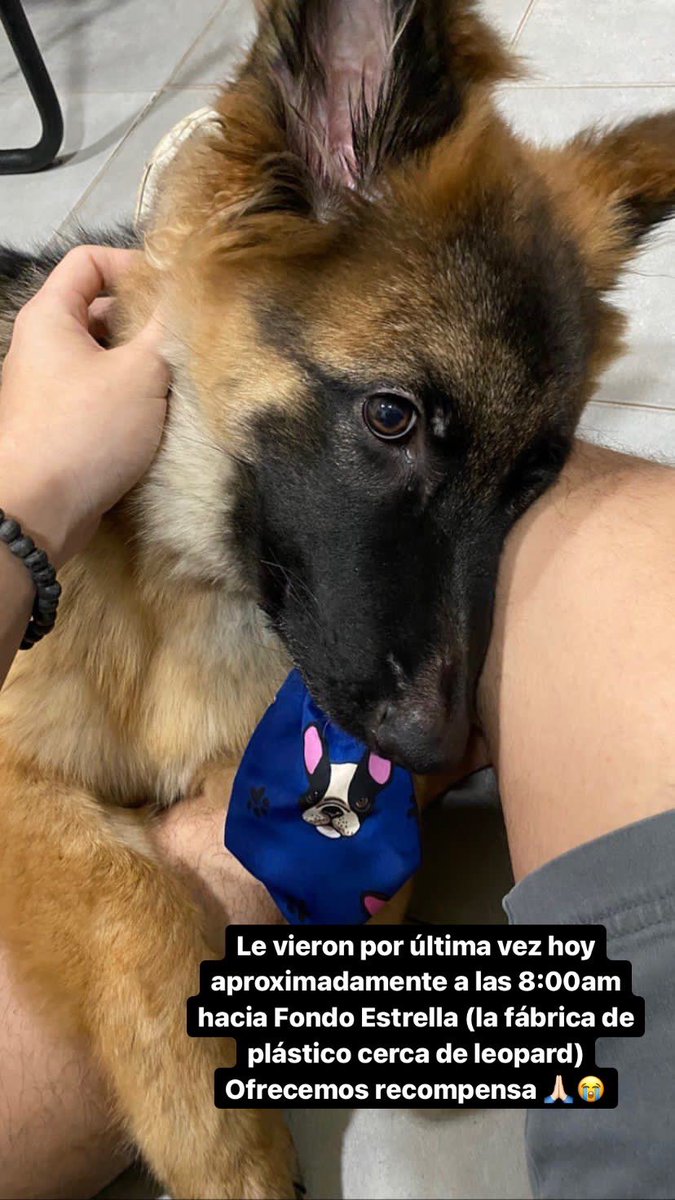 Ayer a las 20 aprox le chocaron a nuestro perro y del susto salió corriendo. Le retuvieron en una casa 1 hora más o menos pero después le soltaron 😭 por favor les pido que nos ayuden con un RT 🙏🏻 cualquier info ayuda 😔 Responde al nombre de TRUENO