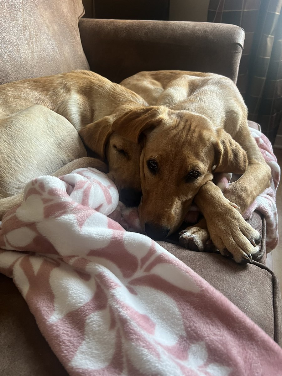 lovewithlabs's tweet photo. Snuggling 

#doggo #adogslife #dogslife #dogsarelove https://t.co/63Agww0YcL