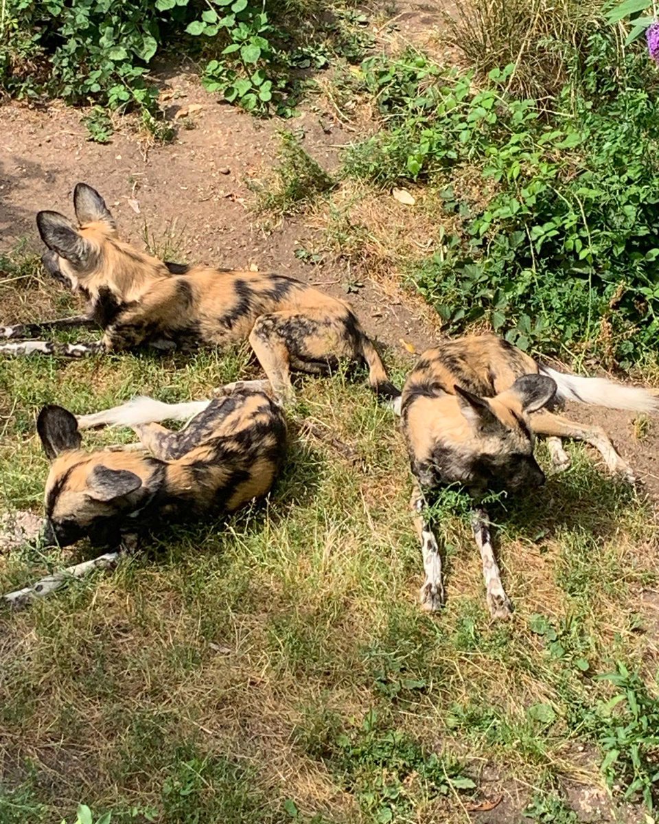 sarah tomlinson tweet media