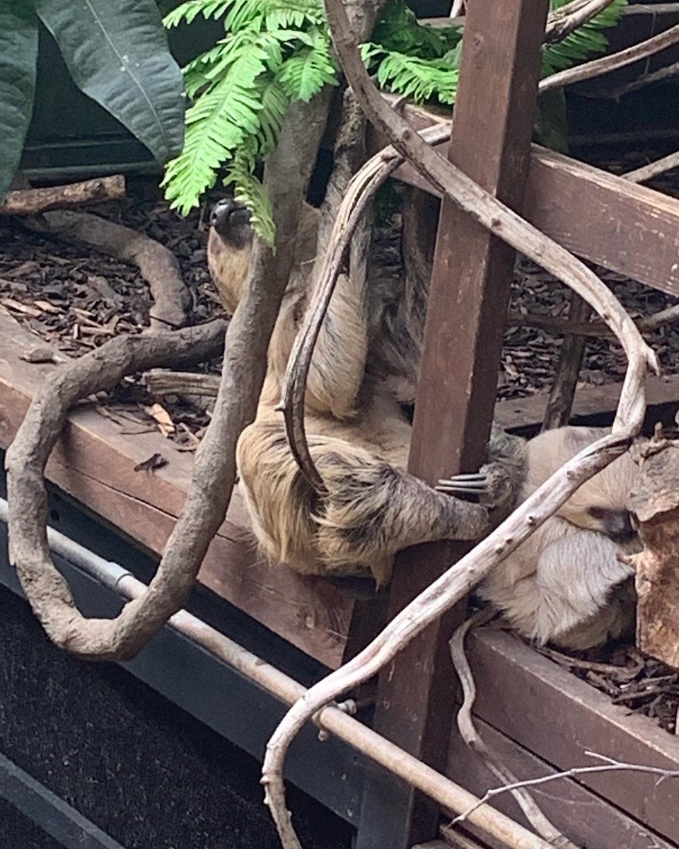 sarah tomlinson tweet media