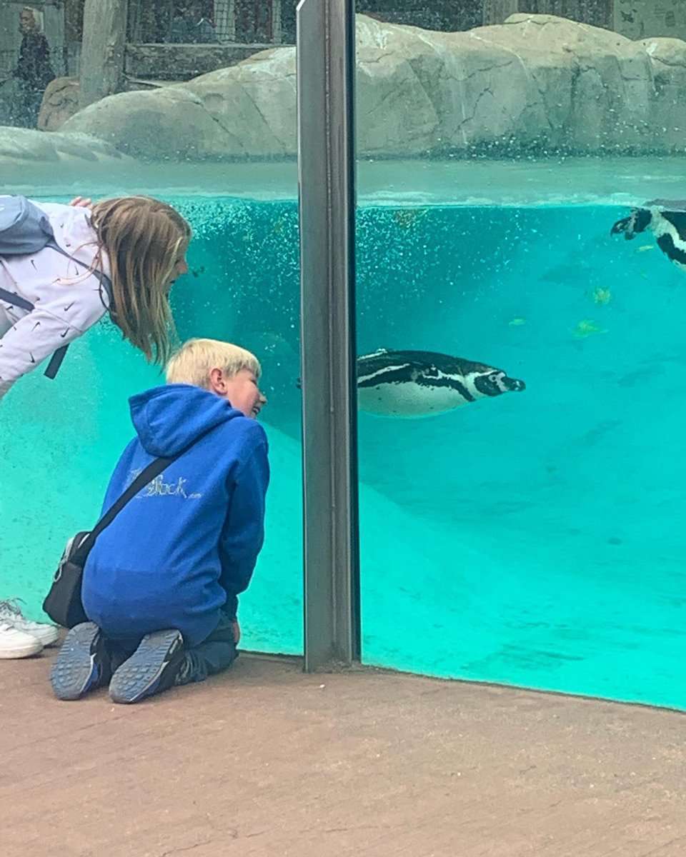 sarah tomlinson tweet media