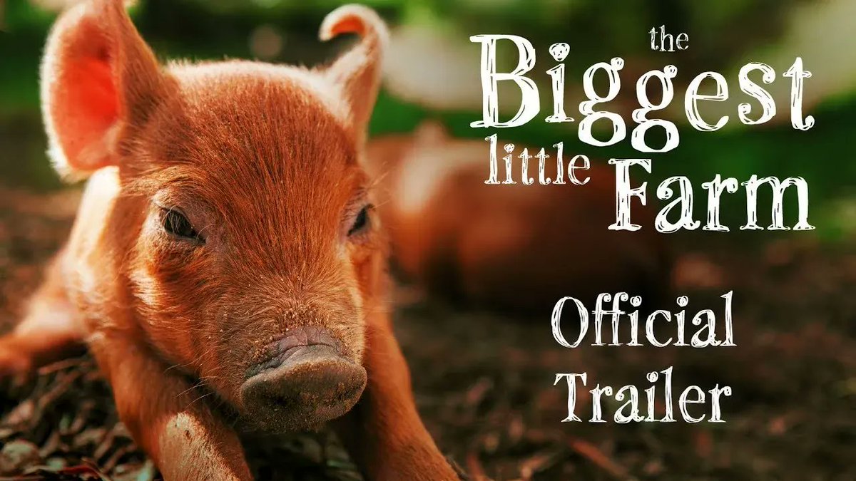THINKwpeople's tweet photo. FILMTIP! The Biggest Little Farm. Niet praten over duurzaamheid, maar er effectief mee aan de slag gaan. Het ging niet over een leien dakje, maar het loont en werd prachtig in beeld gebracht. 
https://t.co/fyzd5nnvnj https://t.co/jo6mSICauK