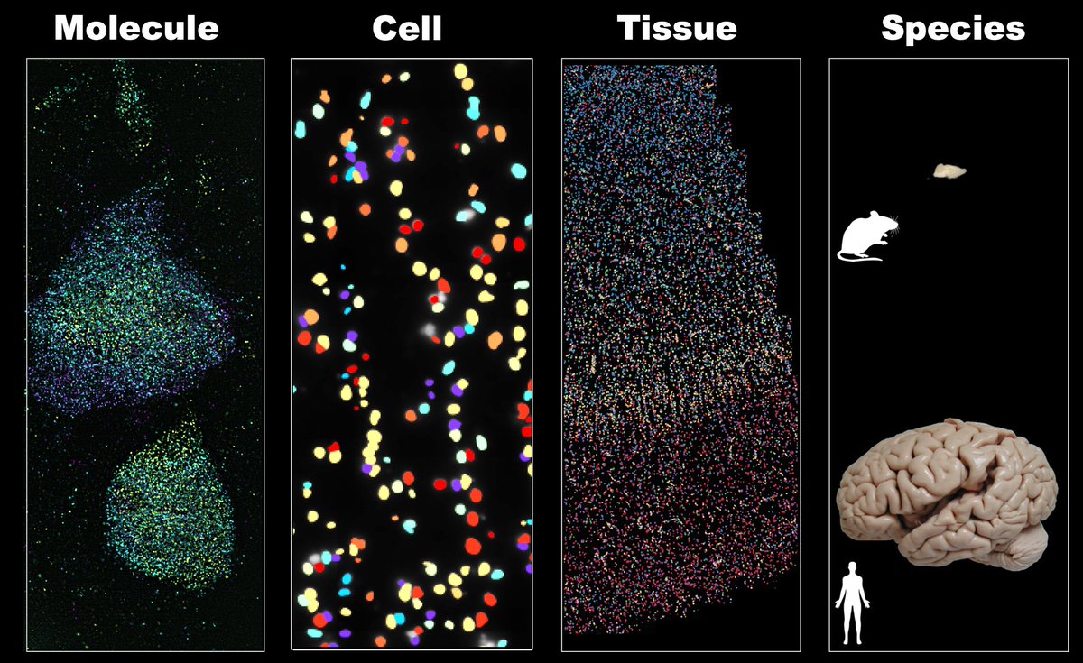 Paper out today @ScienceMagazine! We used transcriptome imaging to profile 4000 genes in human cortex and revealed substantial increase in glia-neuron interactions in human over mouse, suggesting the evolution of glia cells may follow a more complexed spatial pattern!