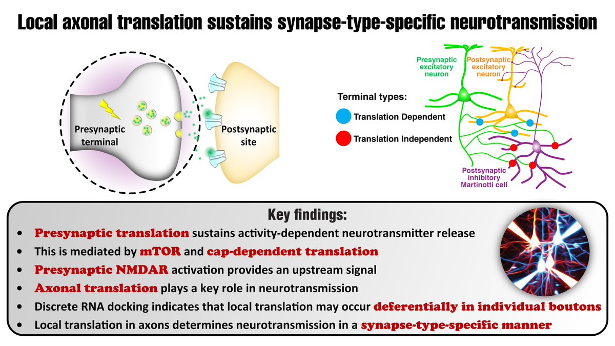 Hovy Wong @HovyWong.bsky.social (@hovy_wong) on Twitter photo Our preprint is out! @alann_j_watt <a href="/pj_sjostrom/">Jesper Sjöström @pjsjostrom.bsky.social</a>
Dendritic translation has a key role in neurotransmission. But how about axonal translation? We explored this with quadruple patch, live RNA imaging and laser microsurgery.
A short intro thread. Please RT!
biorxiv.org/cgi/content/sh… Our preprint is out! @alann_j_watt <a href="/pj_sjostrom/">Jesper Sjöström @pjsjostrom.bsky.social</a>
Dendritic translation has a key role in neurotransmission. But how about axonal translation? We explored this with quadruple patch, live RNA imaging and laser microsurgery.
A short intro thread. Please RT!
biorxiv.org/cgi/content/sh…