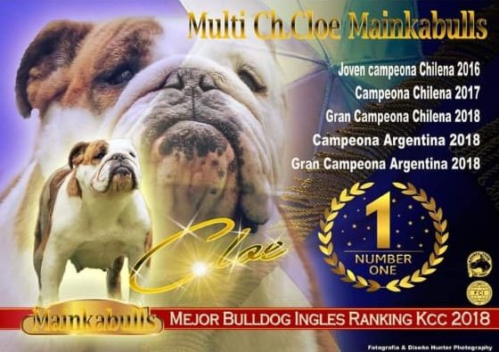 ConnieSchaub's tweet photo. ¿Sabía usted que Cloe, la bulldog número 1 del ranking 2018 del Kennel Club de Chile, murió de hambre y termino en la basura? 
¿Sabía usted que por estatutos el Kennel Club no puede quitarle los derechos de socio al dueño, pese al maltrato y sigue criando? Sigue 👇 https://t.co/W89JIl7BGq