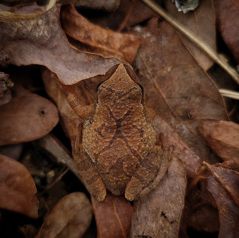 Chaseraubeboyer's tweet image. 🤎 #springpeeper #herpphotography #psuedacriscrucifer #frog