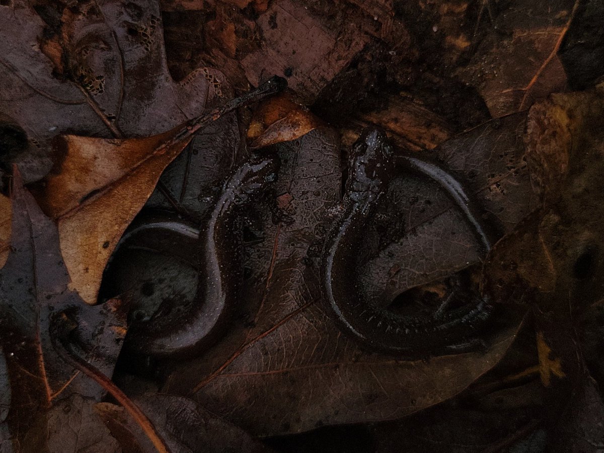 Chaseraubeboyer's tweet image. #salamander #herpphotography #naturephotography #smartphonephotography