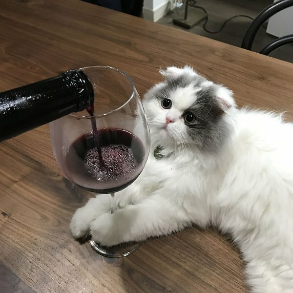 У кошочки был тяжёлый день. Мы тебя не осуждаем, кошочка.
