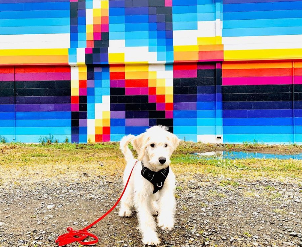 Long walks are better with a dog and inspiring views.

The mural by <a href="/felipepantone/">Felipe Pantone</a>  is meant to be a dynamic experience for those who were already in movement inside the Napa Valley Wine Train - a dynamic work of art that changes with the observer’s point of view.