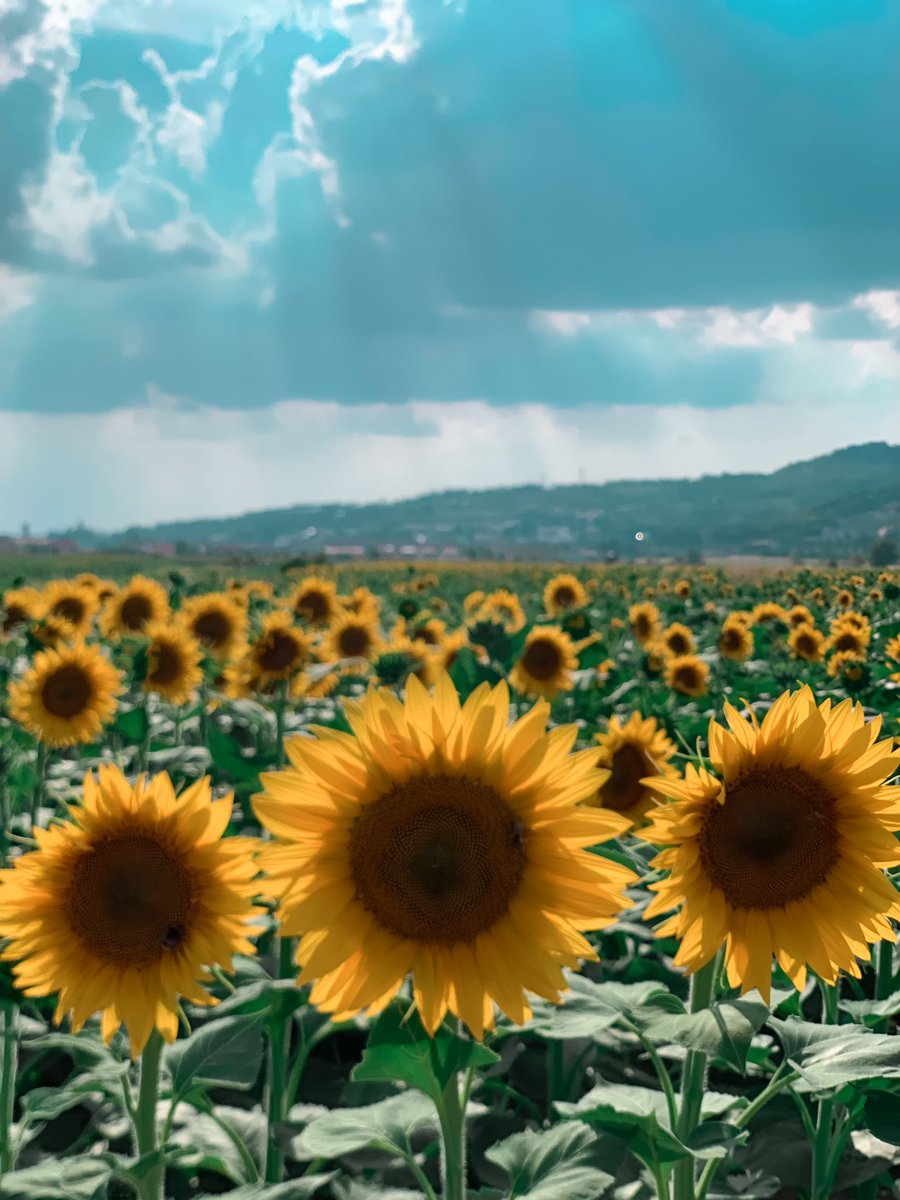 Runae___'s tweet image. Random sunflowers field 🌻