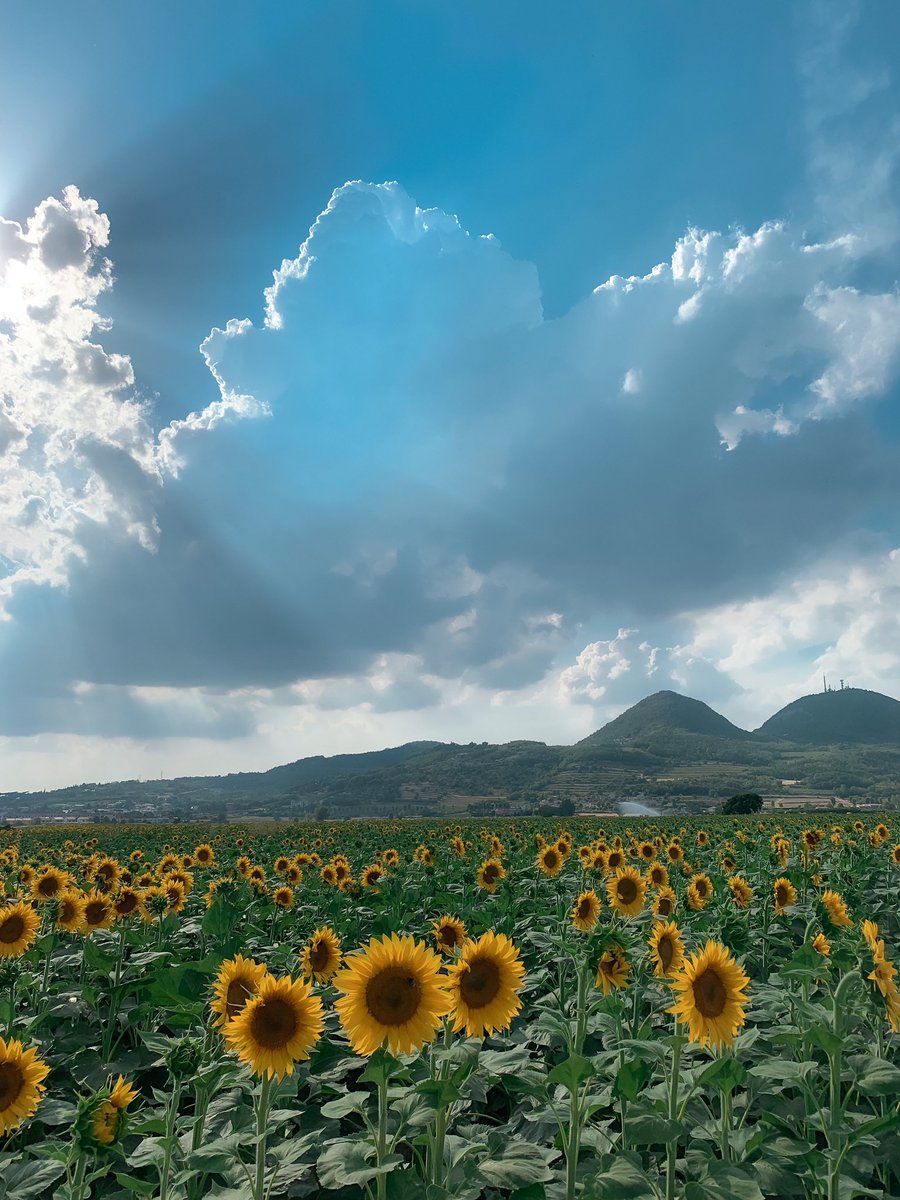 Runae___'s tweet image. Random sunflowers field 🌻