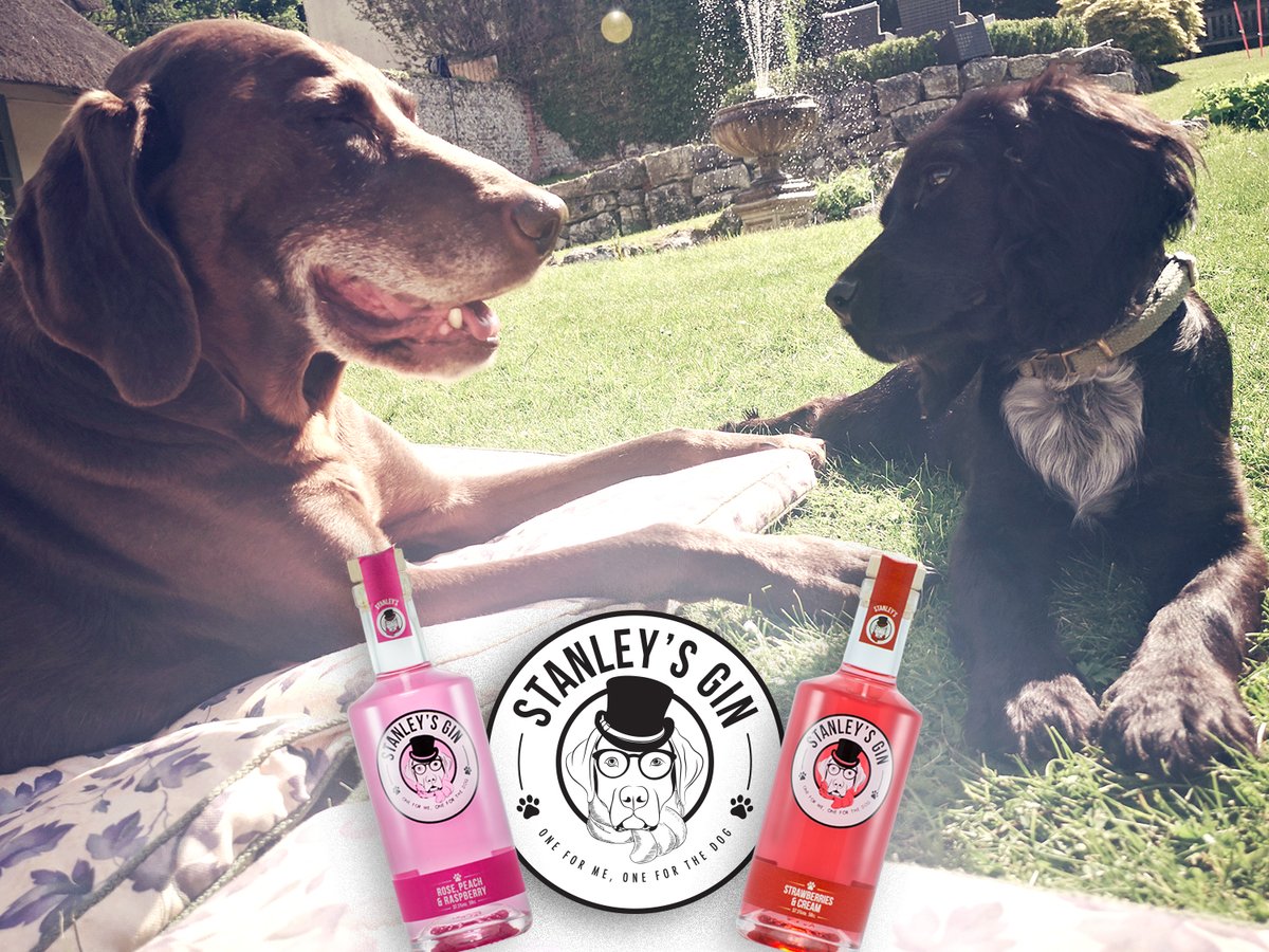 Stanley's and his new friend Dora are ready for the #summer, are you? Have you tried it? Great tasting #gins, perfect for this hot days 🏖🐶

🟢 Available on <a href="/MasterOfMalt/">Master of Malt</a> 👈🏼

#gintonic #GinAndTonic #ginoclock #puppies #summerdog