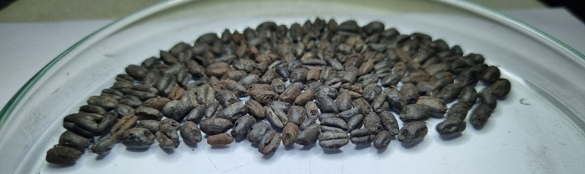 Carbonised cereal grain from Late Antique Azerbaijan.
#archaeobotany #archaeology #wheat