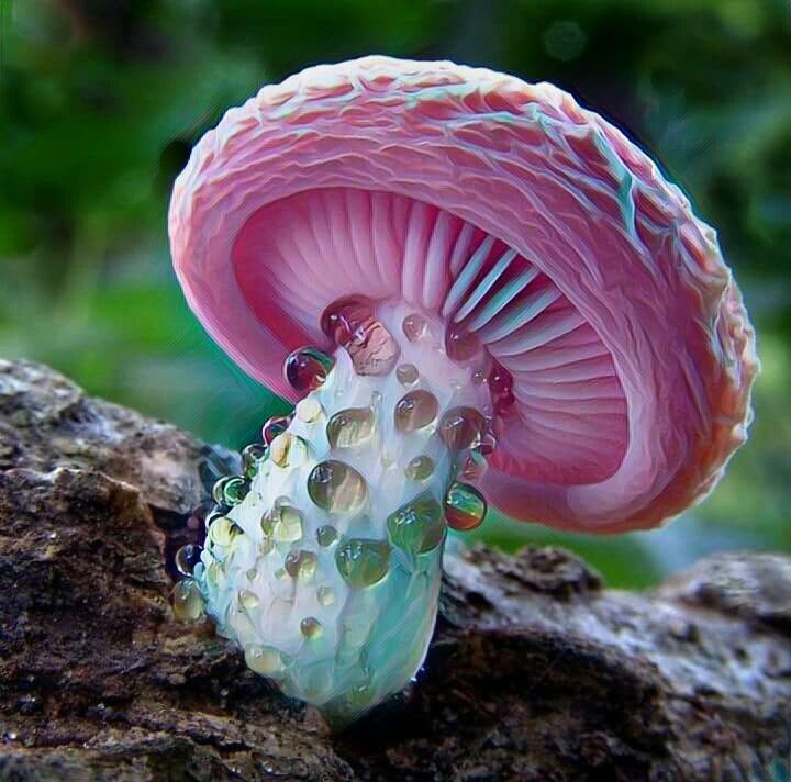 dailymagick_'s tweet photo. Observing in awe.. Nature is magical 💖💖💖 https://t.co/5nReY6tfDI