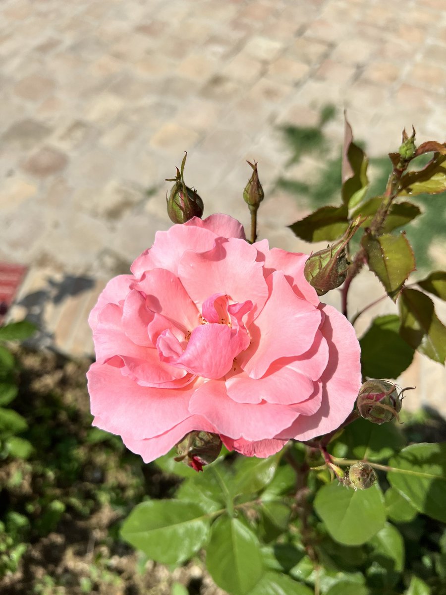 AllaKrymova's tweet photo. Welcome July💕🌸🌺🌸☀️🍀 Have a lovely new month my friends🌺🌸🌺💕💞 https://t.co/2QkJyk53OH