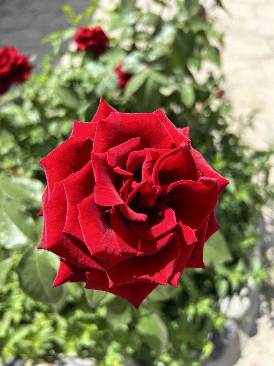 AllaKrymova's tweet photo. Welcome July💕🌸🌺🌸☀️🍀 Have a lovely new month my friends🌺🌸🌺💕💞 https://t.co/2QkJyk53OH