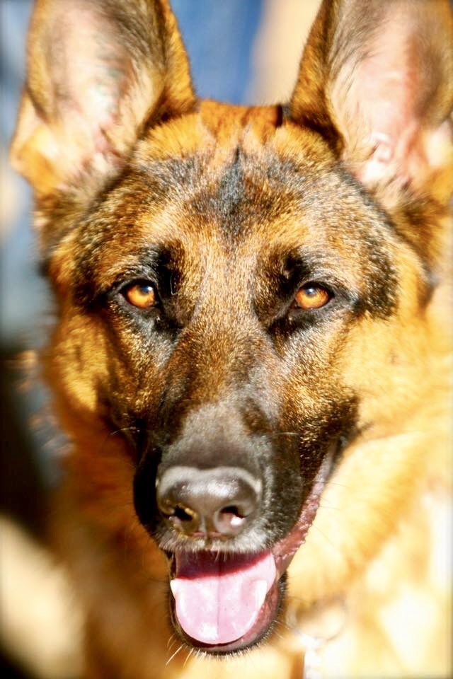 CylvanMcroy's tweet photo. Remembering Mitzvah… She would have just turned 9. We had to let her go over the Rainbow Bridge when she was 5. Hemangiosarcoma claimed her life. We promised her she would never have to suffer in pain. We kept our word to her. I miss her with all my heart. Mitzvah was a gift.❤️ https://t.co/wLL8pXCapE