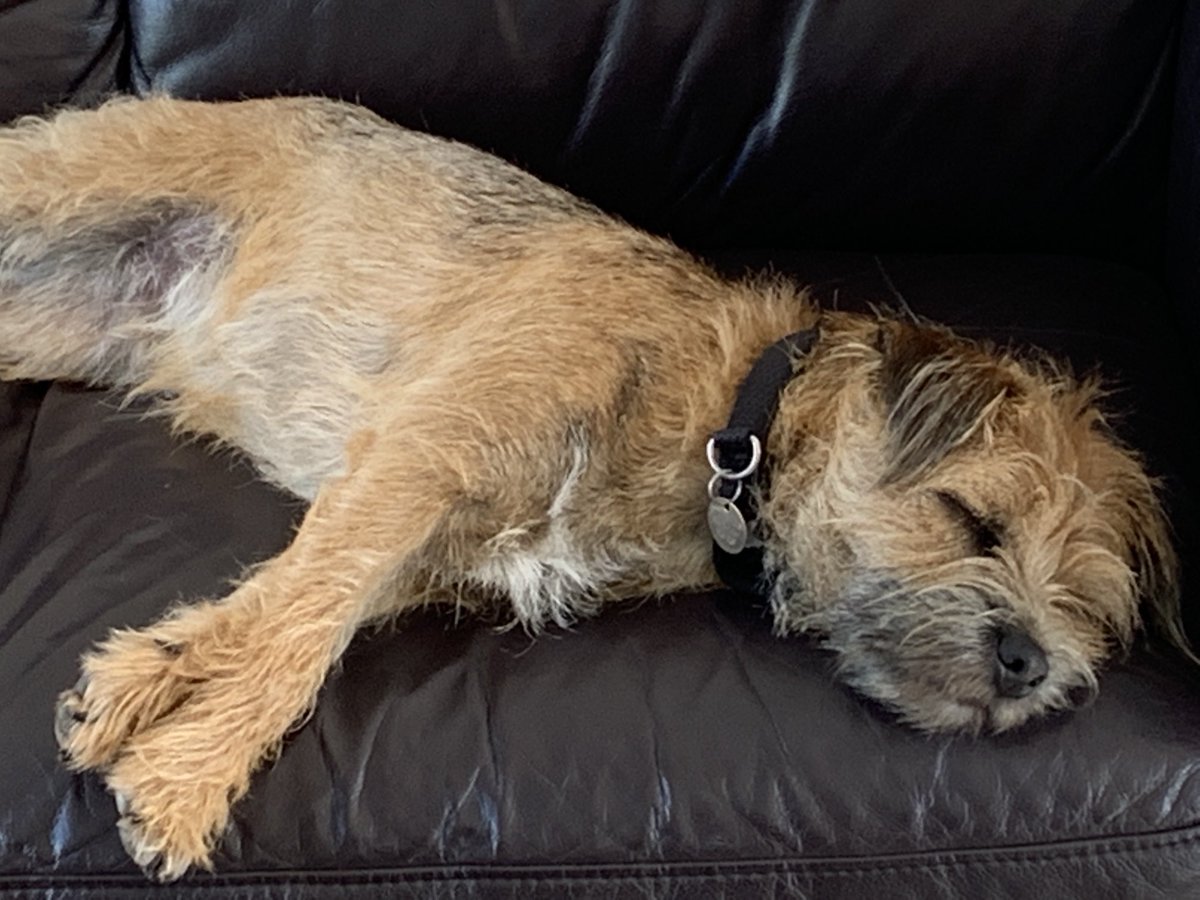 There is a strict no dogs on the sofa rule in our house, but exceptions can be made for your 1st birthday. Happy 1st birthday Jeff #btposse