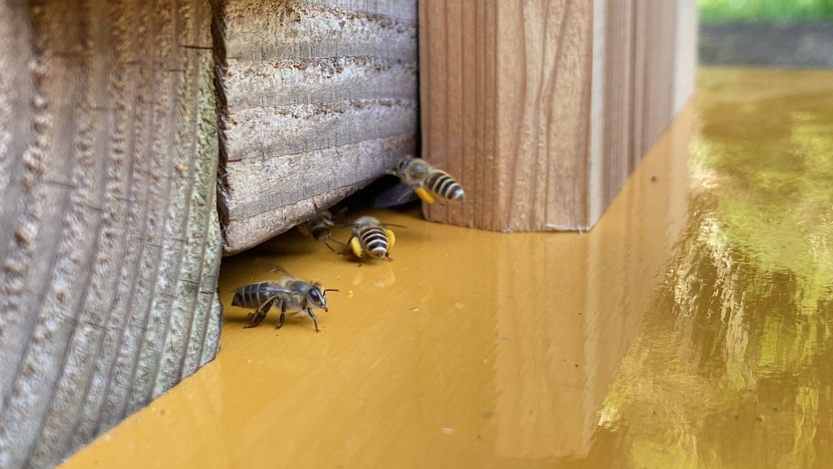 vannahay's tweet photo. Hopefully there will not be damaged by the hive-insects or the hot and cold weather this year. #bee #JapaneseBee #日本みつばち #みつばち https://t.co/2AbKn3ia4a