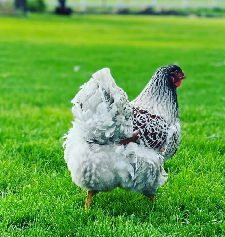 MeyerHatchery's tweet photo. Happy July &amp; Fluffy Butt Friday!

📸: @fluffybuttcoophomestead

#reshare #customerphoto #fluffybuttfriday #fluffybutt #chickens #backyardchickens #chickensofinstagram #freerangechickens #repost #meyerhatchery https://t.co/nBO5gbrIRE