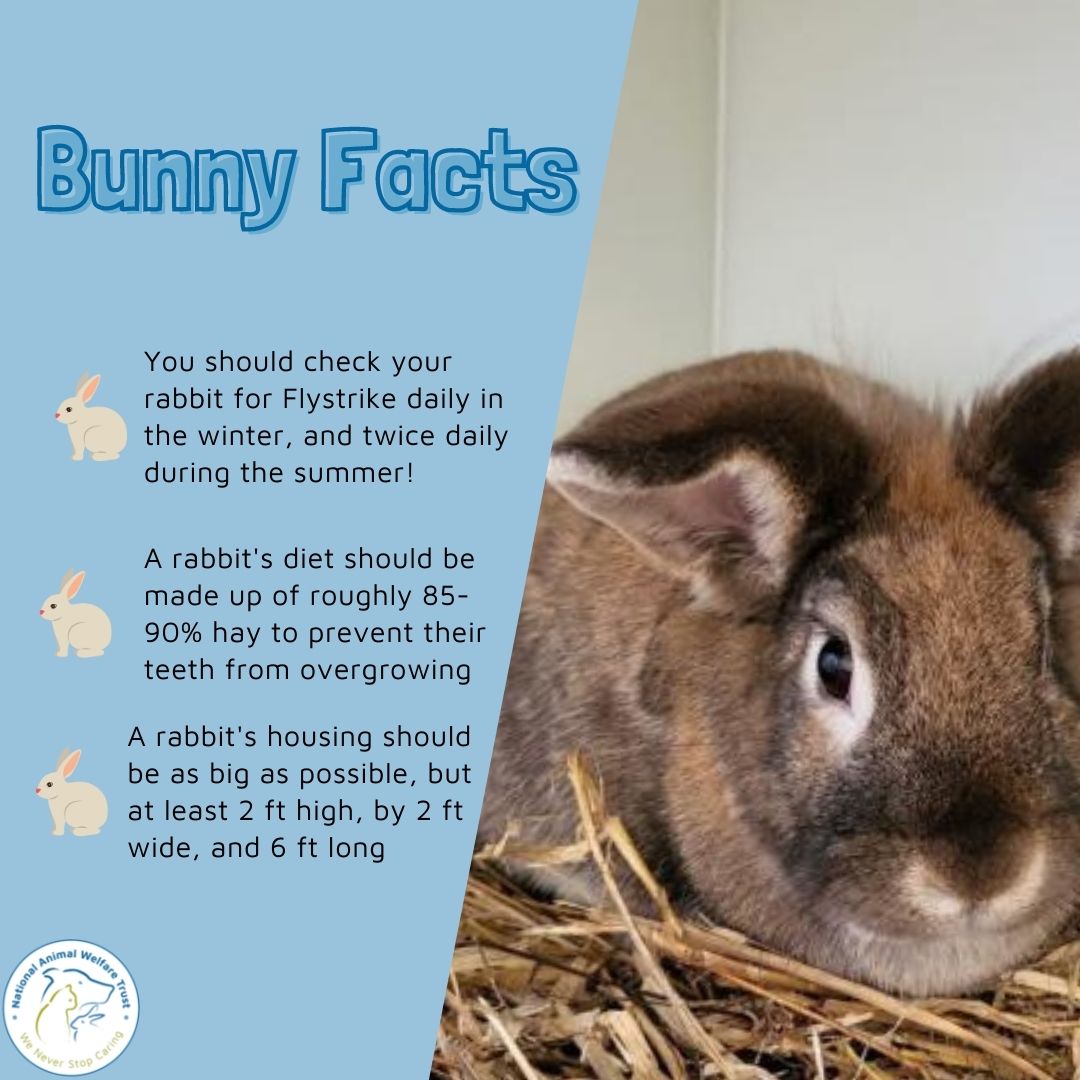 NAWT_updates's tweet photo. As #rabbitawarenessweek now comes to an end, we wanted to leave you with some of our favourite tips that have been shared throughout the week! 🙌
#nationalanimalwelfaretrust #rabbitwelfare #roomforrabbits #rabbits #rescuerabbit #rehome #animalcharity #adoptdontshop https://t.co/eKxqhRhpJs