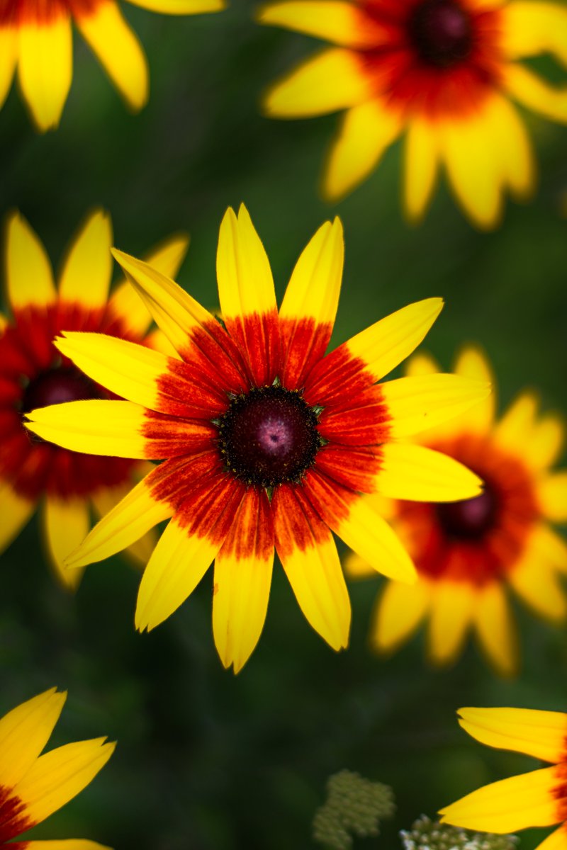 One_Good_Eye's tweet photo. @lisahughes_bank #photography #Flowers #GloriosaDaisy https://t.co/7yUtFsYUOU