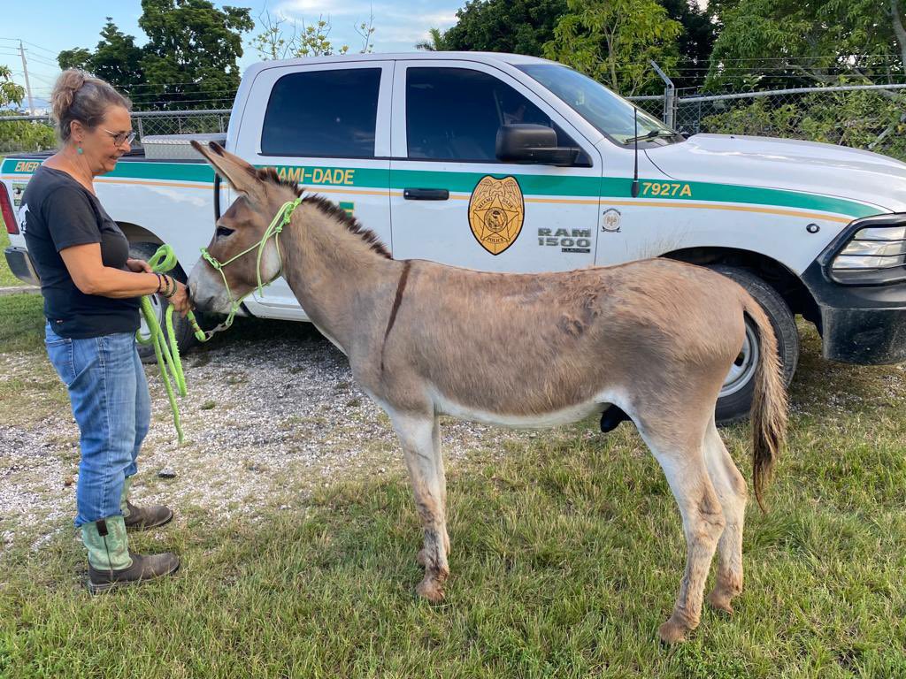🚨Donkey Found By S.W. 197 Ave and 152nd St🚨

We picked up a donkey yesterday evening by S.W. 197 Ave and 152nd St. Please share and help spread the word.

If this donkey is yours or recognize him, please contact Miami Dade Ag Patrol at (786)218-8344.