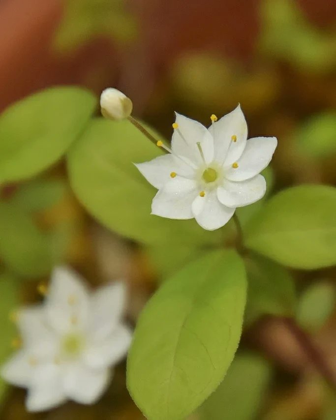 褄取草 Twitter Search Twitter