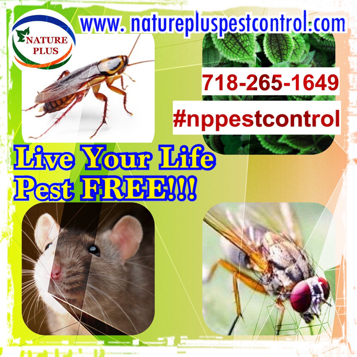 NPPestControl's tweet photo. #pestcontrol #pests #pestfree #natural pest control #ecofriendly pest control #nppestcontrol #mice #rats #roaches #flies #mosquitoes #ants #fleas #bedbugs #moths #ticks #spiders #NYC pest control #businessowner #smallbusiness https://t.co/hLPsSmbTPK