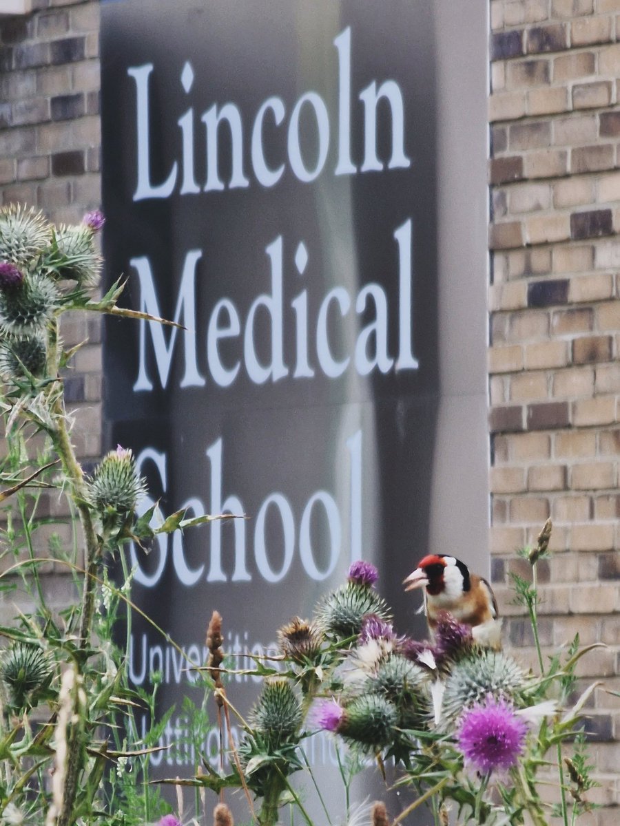 Sustainability at Lincoln tweet media
