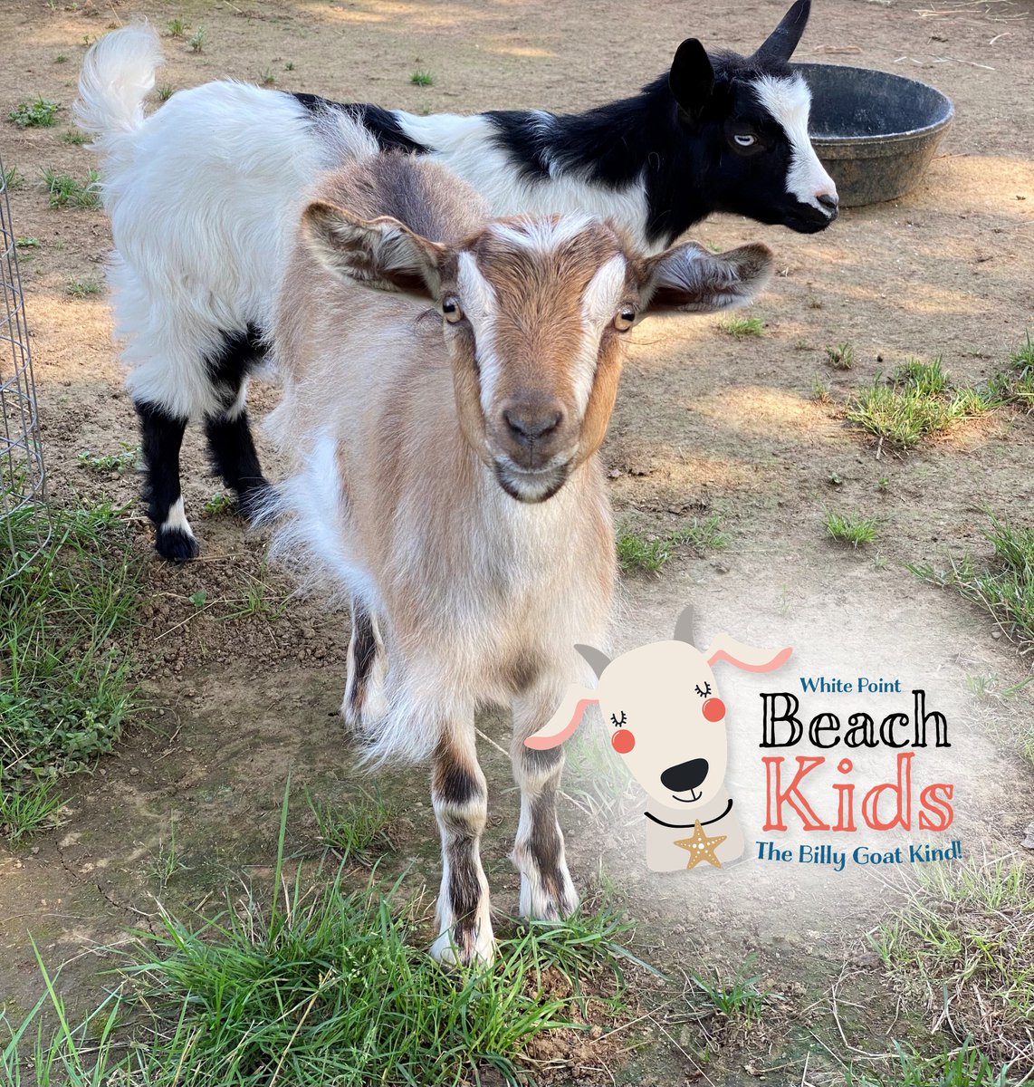 Saturday, July 2nd, please welcome back our White Point Beach Billy Goats from Whinny Hill Farm! Tomorrow, they will be joined by a special guest, Piccolo, a mini "unicorn"! Don't miss out! 

Available to guests and visitors with the purchase of a Day Pass.