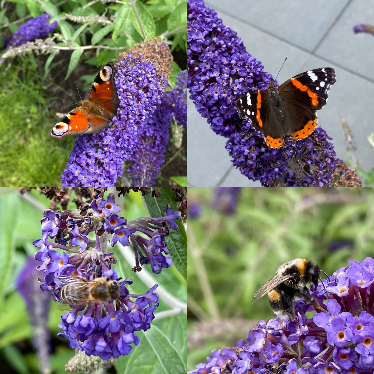 Met de realisatie van ons “Melissantpark” zien wij een toename in de biodiversiteit! Zomaar een paar mooie dieren die zich nu thuis voelen op ons terrein 😍