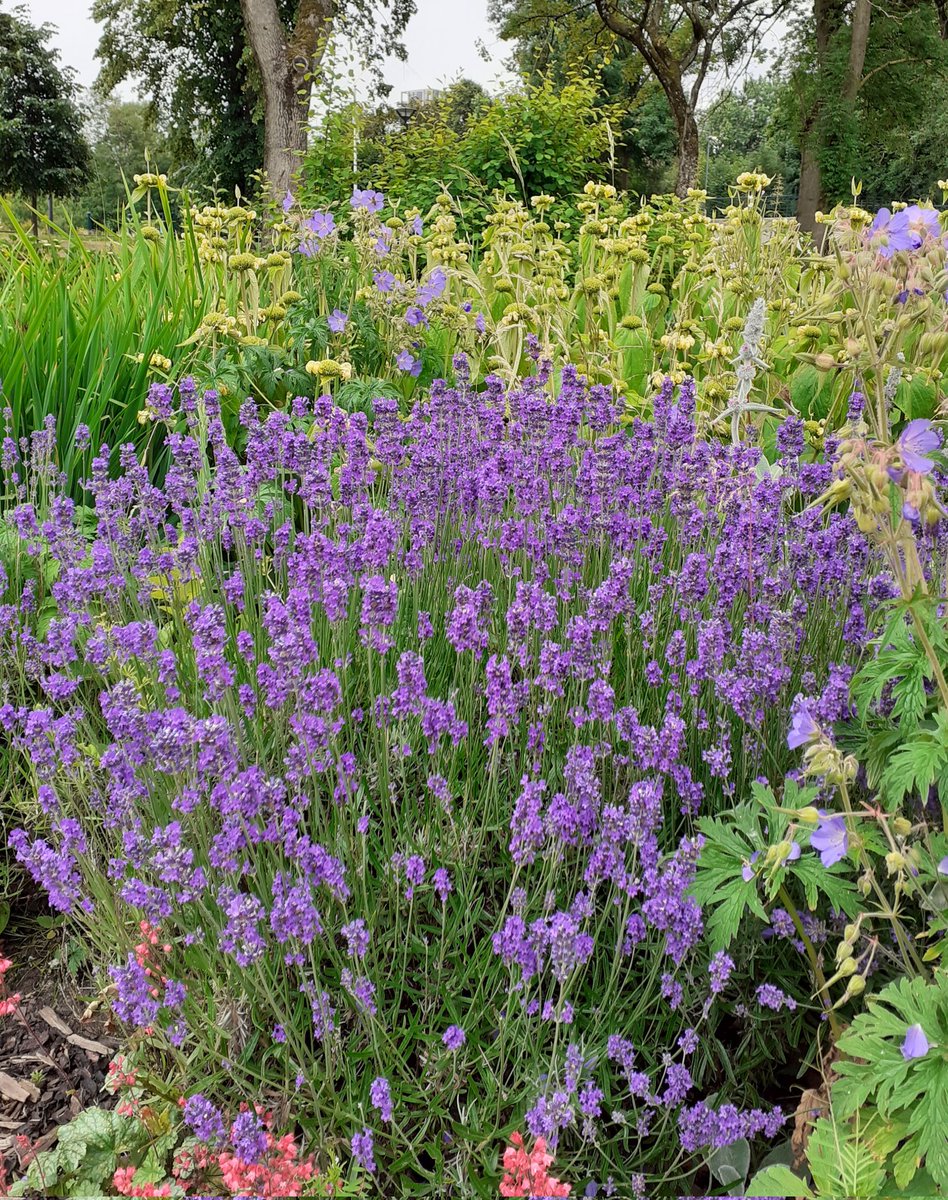 NickNatkinson's tweet image. L1 Practical Hortskills learners carrying out plant identifications today in Peel Park @OldhamCollege @FriendsPeel