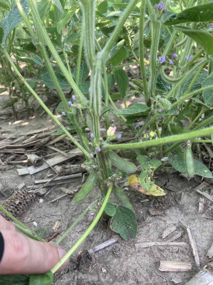 AdvancedAgSrvcs's tweet photo. Don’t let soybean height fool you this year. These are about 18” tall and at R3 already. Keep an eye on them for fungicide timing! https://t.co/1O8Otqw9oK