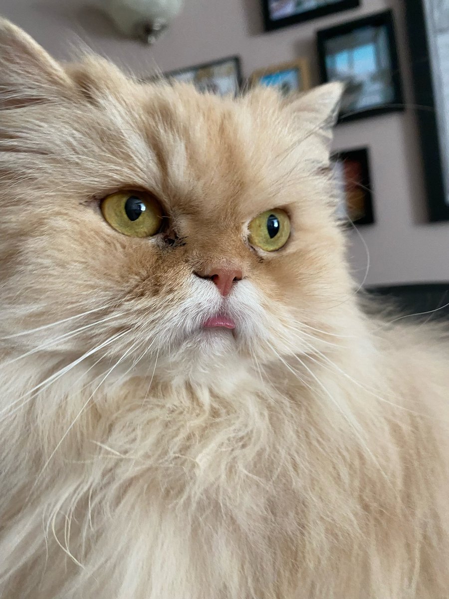 duckthecat's tweet image. hello everybody it is friday pls fav if you are happy its friday okay thank you love duck :)