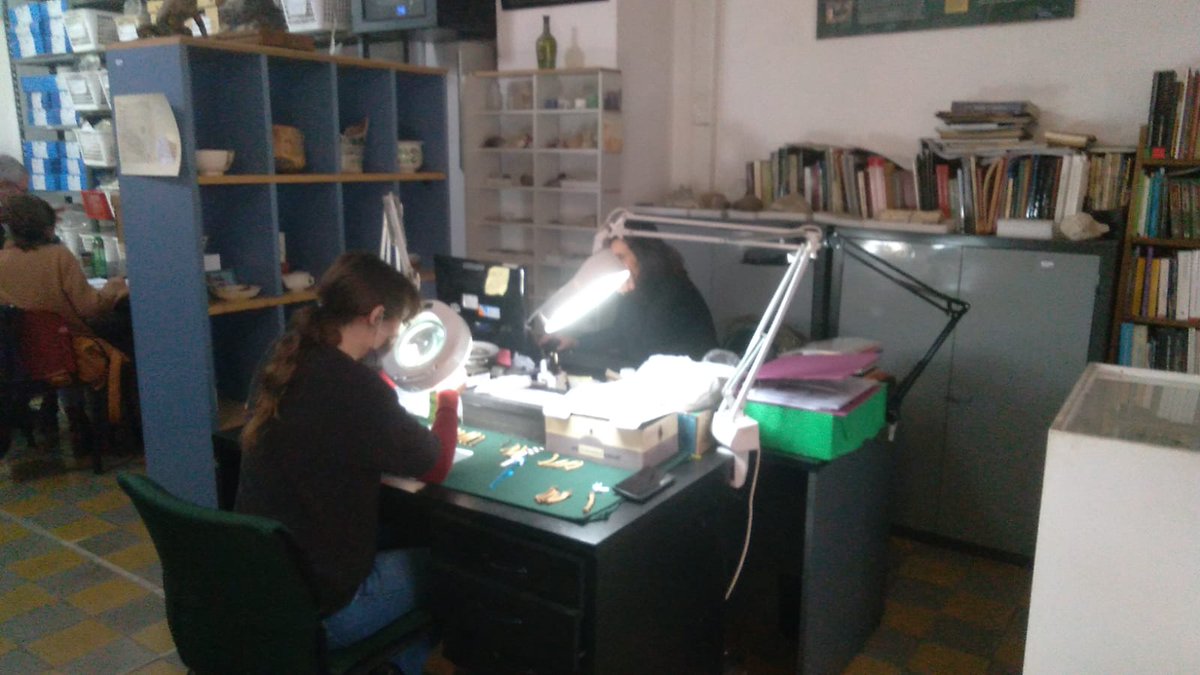 Making use of the expertise and excellent bird reference collection of the Centro de Interpretación de Arqueología y Paleontología. 

Chicken species identification🐔 from a historical site only a few blocks away!

<a href="/INAPLArgentina/">INAPL</a> @MSCActions #Chickens