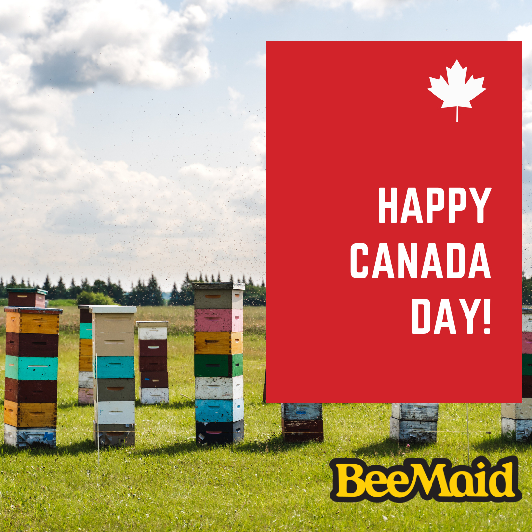 BeeMaidHoney's tweet photo. Happy Canada Day!  We’re grateful for this land we call home and proud to be able to share our pure, 100% Canadian honey with all of you. 🍁🍯 https://t.co/gvoDKRjLt4