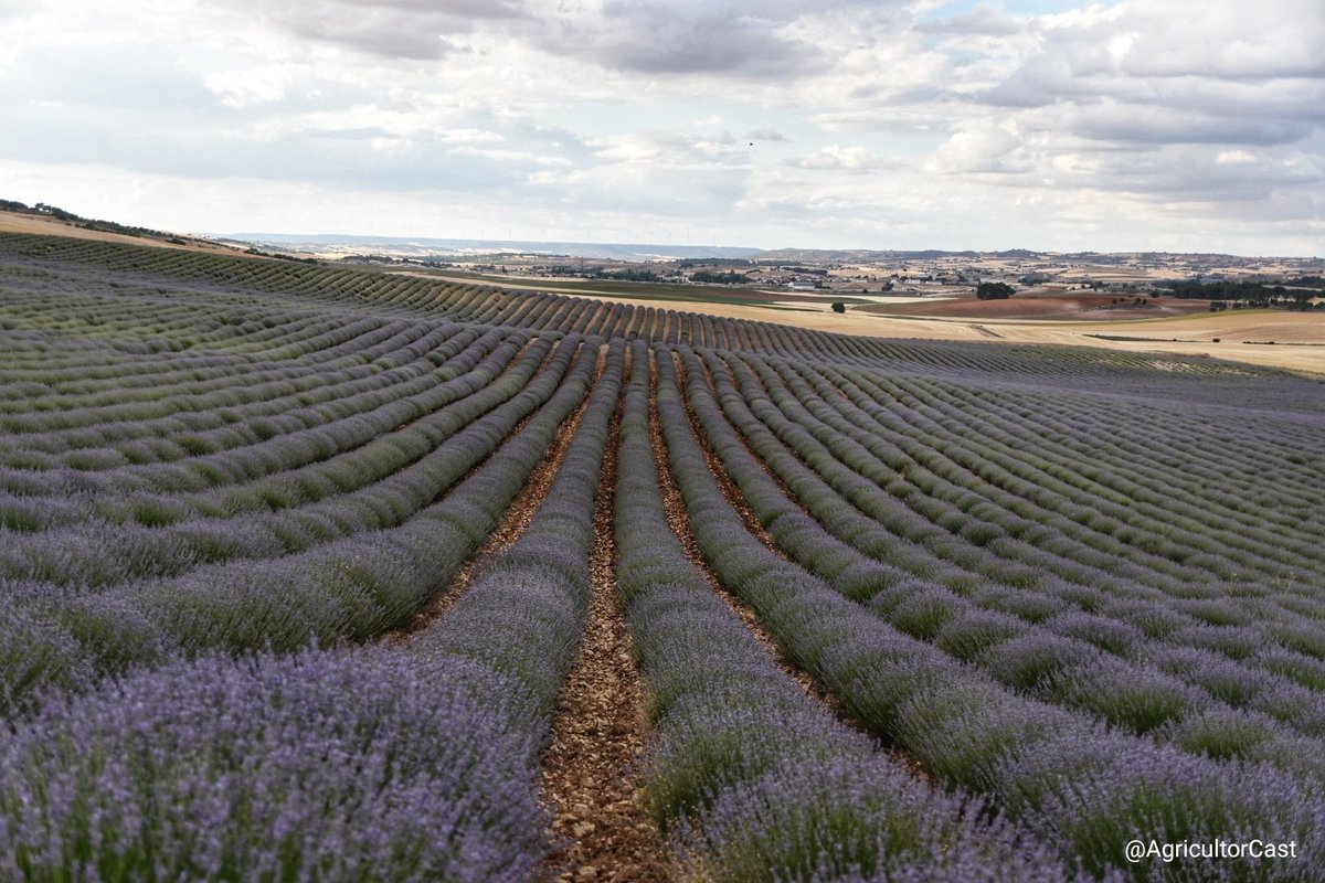 El lunes empezamos con la cosecha de la lavanda. Este fin de semana muchas personas se van a acercar a ver los campos y voy a dejar por aquí una serie de recomendaciones, algunas impopulares pero necesarias. Sigo 👇