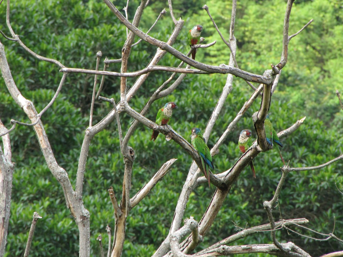 Nuestros estudios sobre el #PeriquitoDeTodd sugieren una distribución continua desde el norte de la cordillera Oriental hasta el Perijá. La transformación de su hábitat es extensa y sus poblaciones dependerían de bosques en zonas escarpadas menos sujetas a la deforestación. 🦜🌳