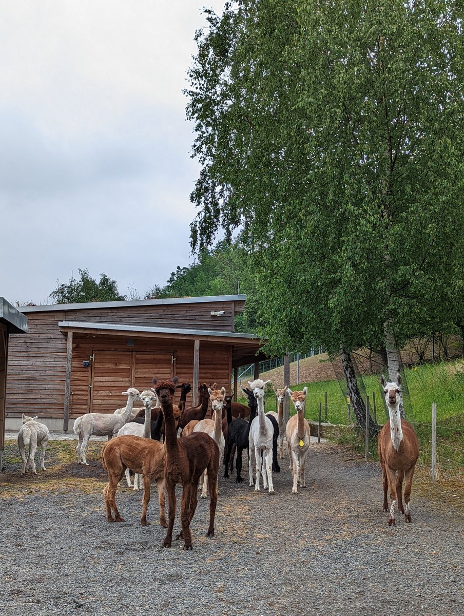 Me and my friends got the chance to tour <a href="/mpi_nat/">MPI for Multidisciplinary Sciences</a>'s Alpaca facility today! Literally could not stop squealing. They are all so cute!!!