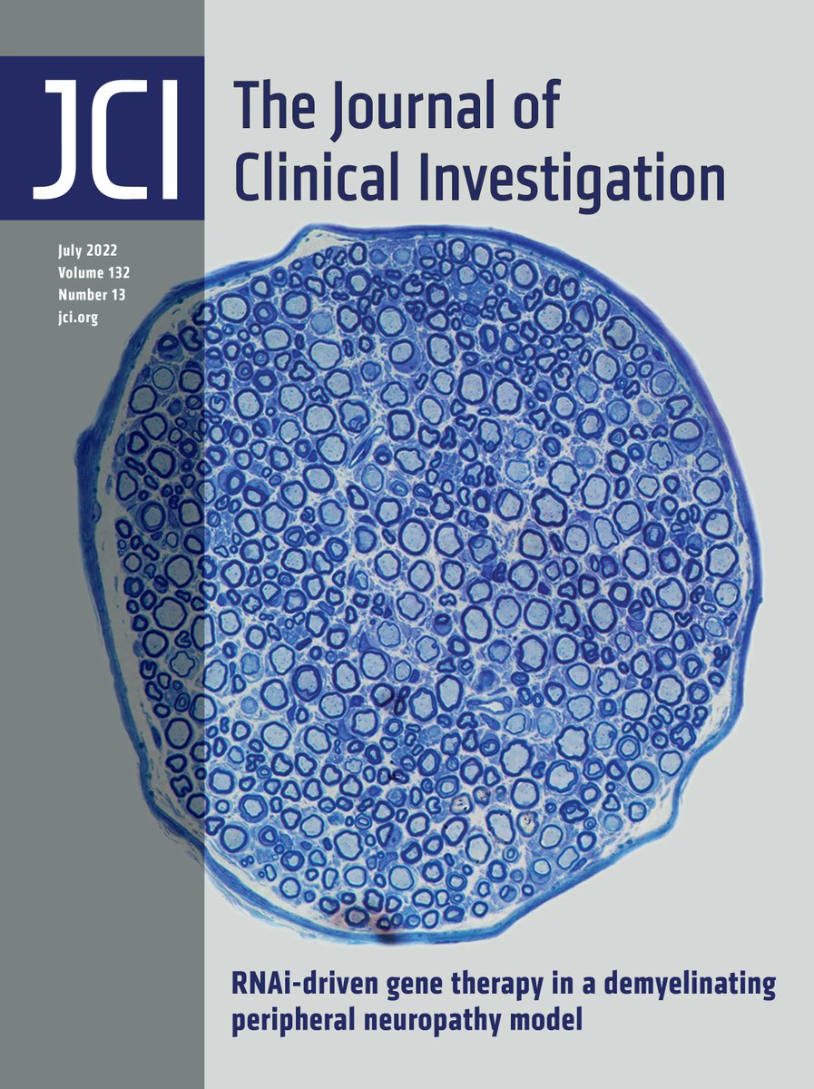 Journal of Clinical Investigation (@jclinicalinvest) on Twitter photo #Cover: RNAi-driven gene therapy in a demyelinating peripheral neuropathy model: buff.ly/3nkjBvX
Image: toluidine blue–stained femoral motor nerve from an AAV9-miR871–treated CMT1A mouse; Credit: Marina Stavrou
<a href="/NeuroGeneticsCy/">NeurologyGeneticsCyp</a>
#Neuroscience #Therapeutics #Cover: RNAi-driven gene therapy in a demyelinating peripheral neuropathy model: buff.ly/3nkjBvX
Image: toluidine blue–stained femoral motor nerve from an AAV9-miR871–treated CMT1A mouse; Credit: Marina Stavrou
<a href="/NeuroGeneticsCy/">NeurologyGeneticsCyp</a>
#Neuroscience #Therapeutics
