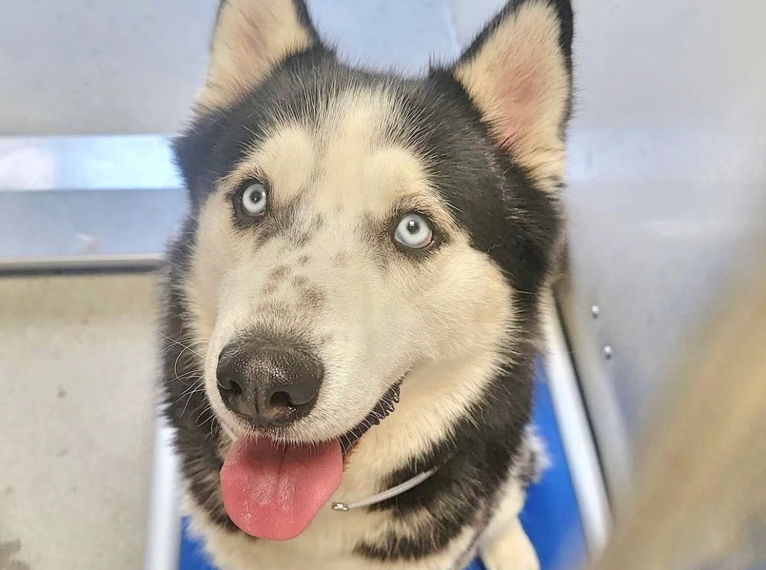 mapleveewesem's tweet photo. ๐ EUTH LIST DOGS ๐
2 young, adoptable #Huskies in danger at Downey #CA ACC
BUDDY #A5479497 18 mo, 65 lb, kids 13+ large dogs ok
LEILA #A5479496 2 yo just 41 lb, kids 13+, calm #dogs rec.
Info โฌ
#AdoptDontShop #SoCal #4thofJulyWeekend https://t.co/Cp1ajO4iHd