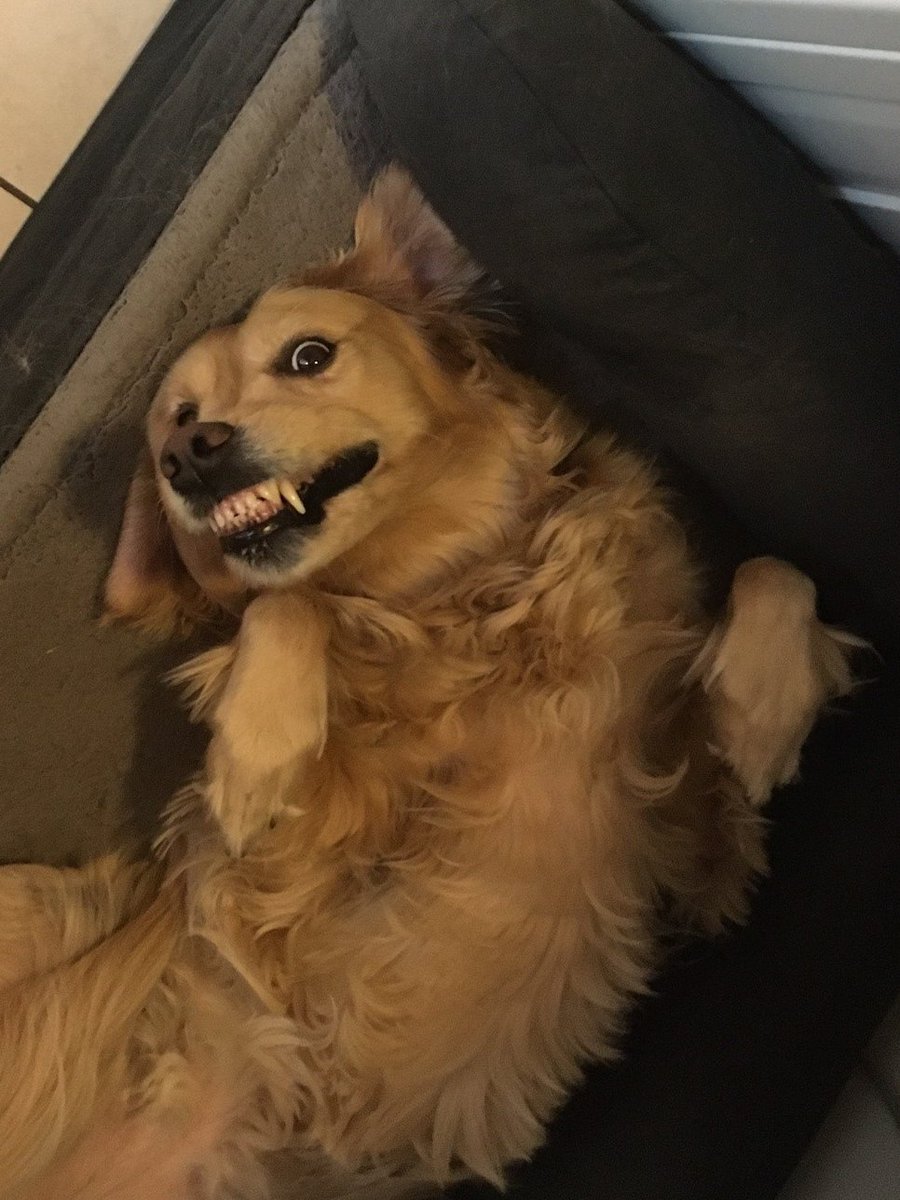 kildarelibrary's tweet photo. @BrodHiggins ....this is what greeted me this morning....#SnootFriday is right! Fangs very much Bonnie ๐ https://t.co/32f65pJAwS
