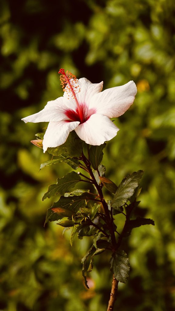 Welcome July! 
__________
#shareyourhaiti🌺 
#welcomejuly💕 #july2022❤️ 
#hibiscus🌺 #hibiscusflower #hibiskus #hibiscuslover #hibiscus #choublak🌺 #choublak