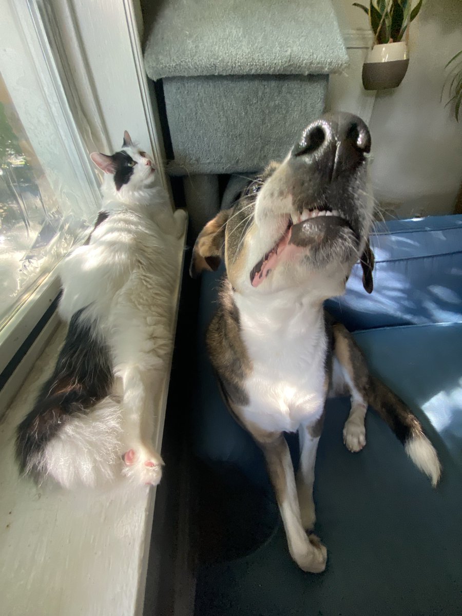 itslittletunny's tweet image. Last pictures taken before the meteor hit…