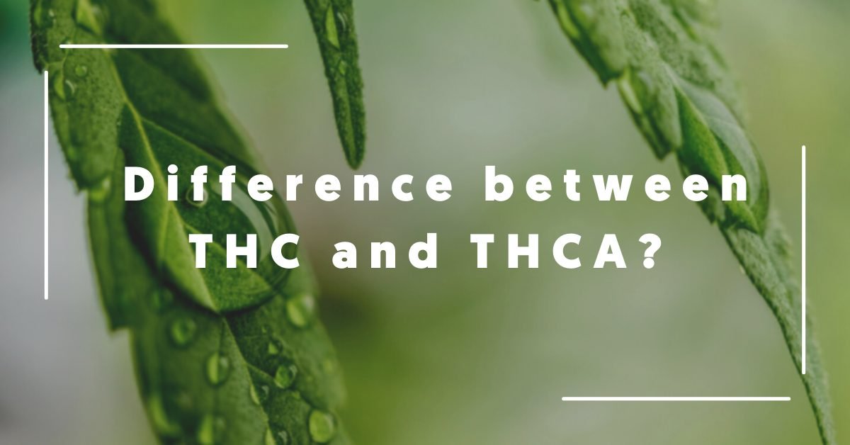 CbdShopy's tweet image. What is the difference between THC and THCA?

We all know about THC but what about THCA? Check out our blog to find out of it has any health benefits, and if it is legal in the UK. 

cbdshopy.co.uk/what-is-the-di…