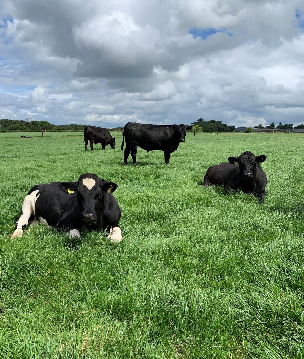 Little do they know they will be centre stage at the Dairy Beef 500 village next week at #Beef2022 <a href="/teagasc/">Teagasc</a> <a href="/TeagascBeef/">Teagasc Beef</a> <a href="/nicholaslbyrne/">Nicky Byrne</a>
